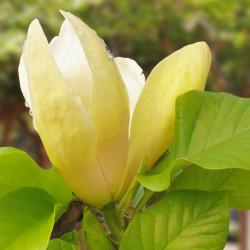 Magnolia ‘Sunspire’