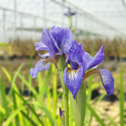 Iris sibirica ‘Fran's Gold‘ ®