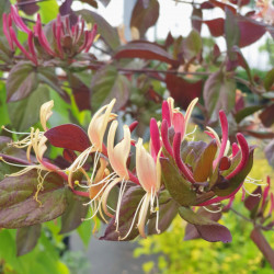 Lonicera japonica ‘Chinensis’