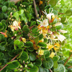 Lonicera crassifolia - Chèvrefeuille Couvre-sol