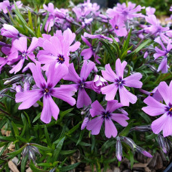 Phlox subulata ‘Purple beauty’
