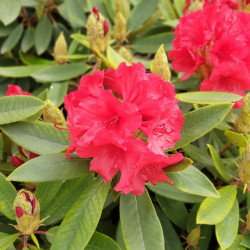 Rhododendron ‘Vulcan's flame’