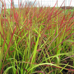 Imperata cylindrica ‘Red...