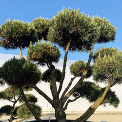 Pinus mugo ‘Gnom’