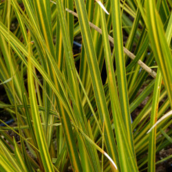 Libertia ixioides ‘Goldfinger‘