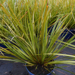 Libertia ixioides ‘Goldfinger‘
