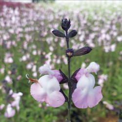 Salvia microphylla ‘Anduus’
