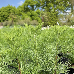 Artemisia abrotanum 'Cola'